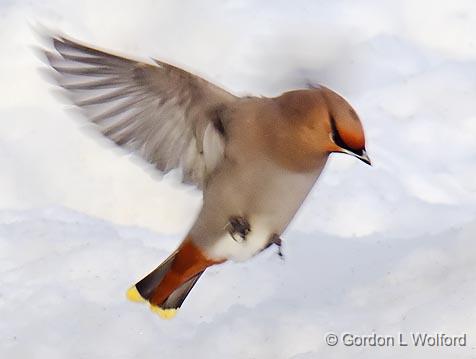 Waxwing On The Wing_05257.jpg - Bohemian Waxwing (Bombycilla garrulus) photographed at Ottawa, Ontario, Canada.